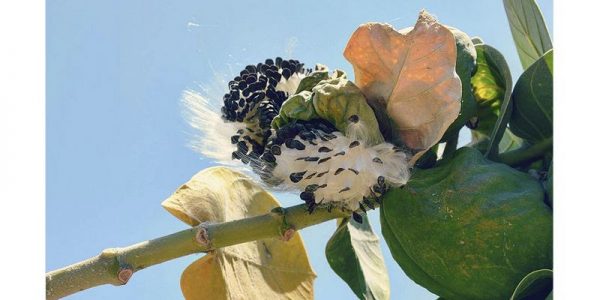 Portada del EP | Foto: TRIPULANTE Y CRUCERO