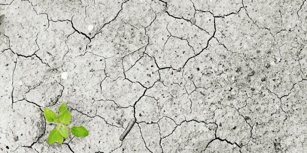 Brote en tierra estéril | Foto: PIXABAY