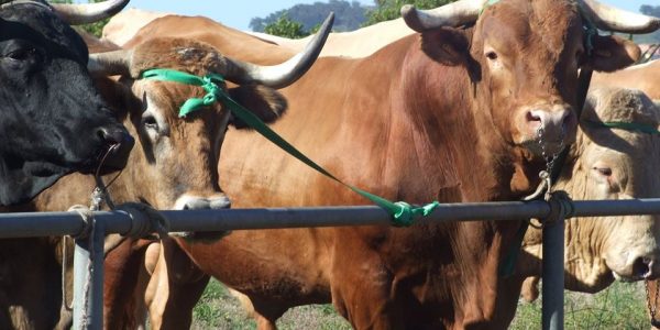 Feria Ganadera de Agate | Foto: FEDERACIÓN DE ARRASTRE