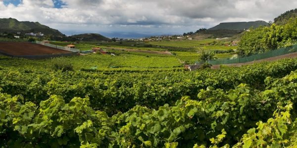 Viñas de la Denominación de Origen Tacoronte-Acentejo | ARCHIVO