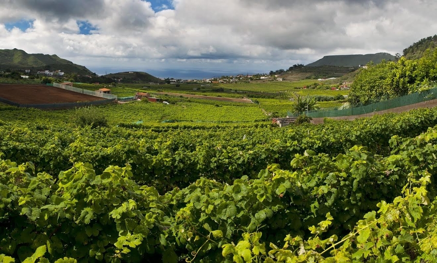 Viñas de la Denominación de Origen Tacoronte-Acentejo | ARCHIVO