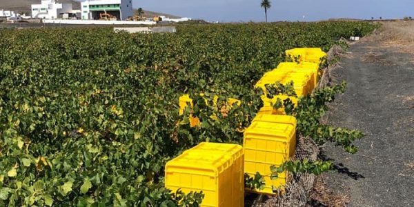 Bodega Malpaís de Maguez | Foto: FACEBOOK BODEGA MALPAÍS DE MAGUEZ