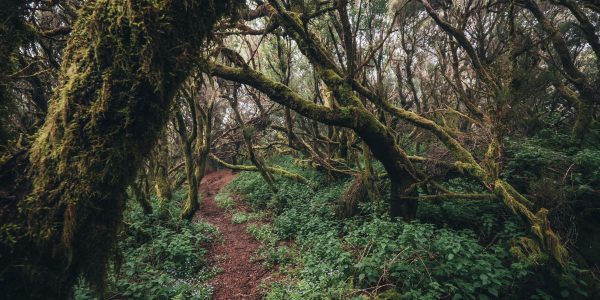 Sendero en El Hierro | Foto: CONSEJERÍA DE TURISMO DEL GOBIERNO DE CANARIAS