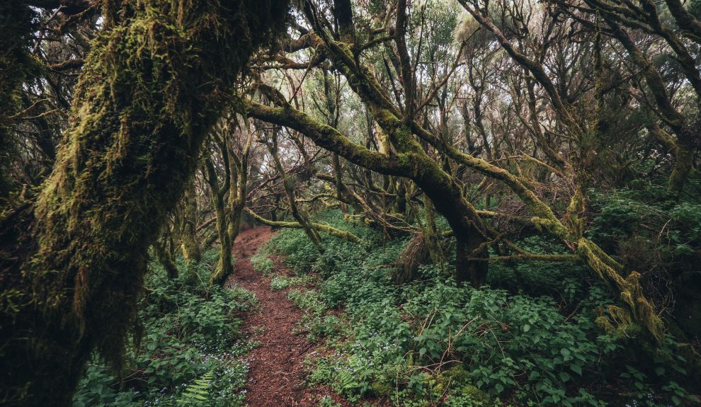 Sendero en El Hierro | Foto: CONSEJERÍA DE TURISMO DEL GOBIERNO DE CANARIAS