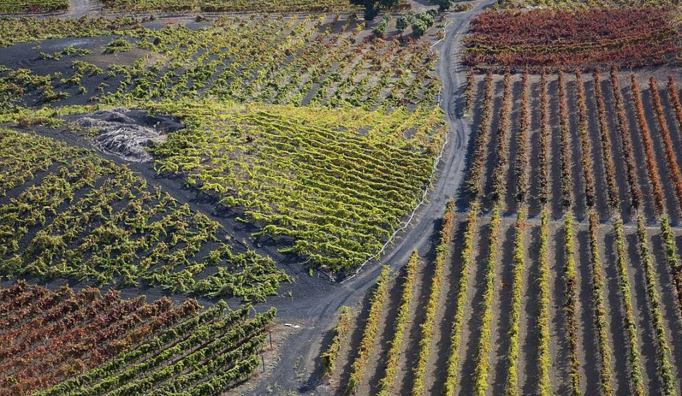 Viñedos en Gran Canaria | Foto: ARCHIVO