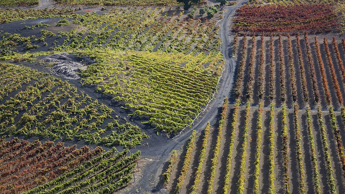 Viñedos en Gran Canaria | Foto: ARCHIVO Viñedos en Gran Canaria | Foto: ARCHIVO