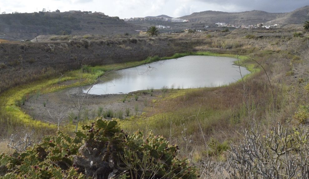 Charca de San Lorenzo (LPGC) | Foto: SEO BIRDLIFE