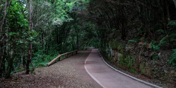 Sendero en La Laguna | Foto: AYUNTAMIENTO DE LA LAGUNA