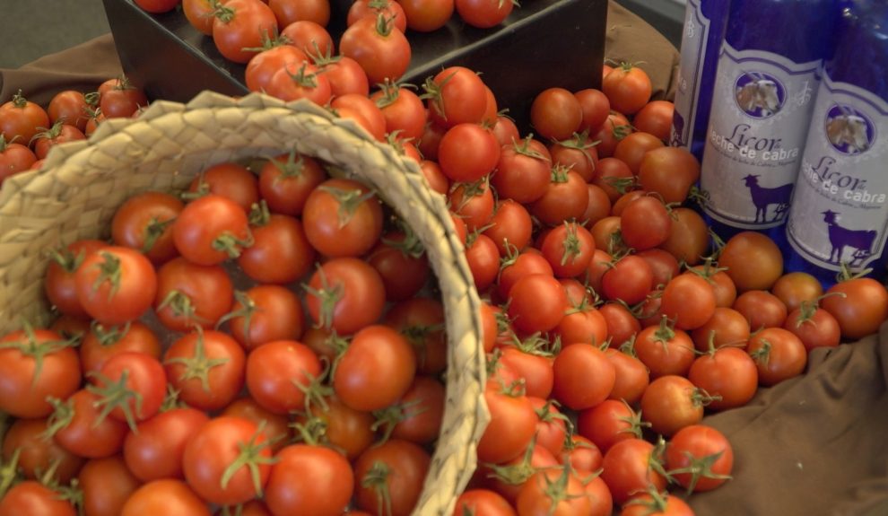 Tomates canarios | Foto: CONSEJERÍA DE AGRICULTURA, GANADERÍA, PESCA Y AGUAS DEL GOBIERNO DE CANARIAS