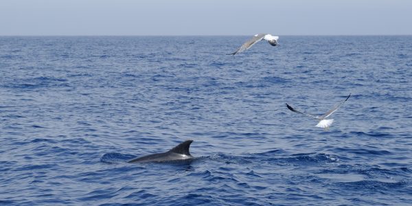 Cetáceos al sur de Tenerife | Foto: CABILDO DE TENERIFE