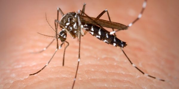 Mosquito tigre | WIKIPEDIA