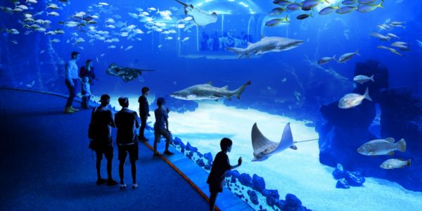 Acuario de Poema del Mar | TURISMO DE GRAN CANARIA
