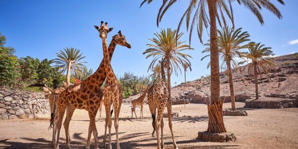Jirafas en el Oasis Park Fuerteventura | HOLA ISLAS CANARIAS