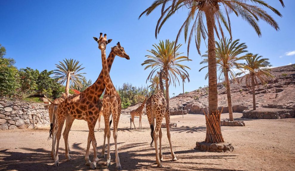 Jirafas en el Oasis Park Fuerteventura | HOLA ISLAS CANARIAS