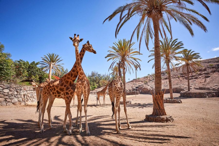 Oasis Park Fuerteventura, al borde de la quiebra por la crisis de la ...