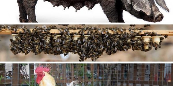 De arriba abajo, cochino negro canario, abeja negra canaria y gallina canaria | EL ESPEJO CANARIO