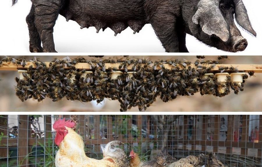 De arriba abajo, cochino negro canario, abeja negra canaria y gallina canaria | EL ESPEJO CANARIO