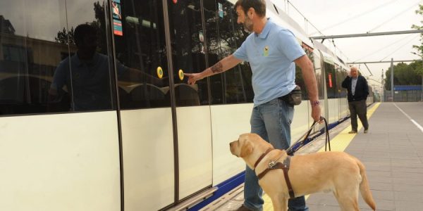 Adiestramiento de un perro guía | FUNDACIÓN ONCE DEL PERRO GUÍA