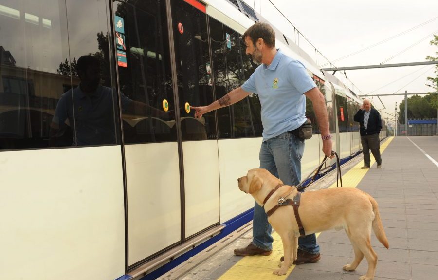 Adiestramiento de un perro guía | FUNDACIÓN ONCE DEL PERRO GUÍA