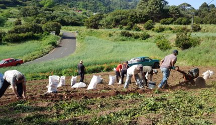 Recogida de papas en Garafía | Foto: Gobierno de Canarias