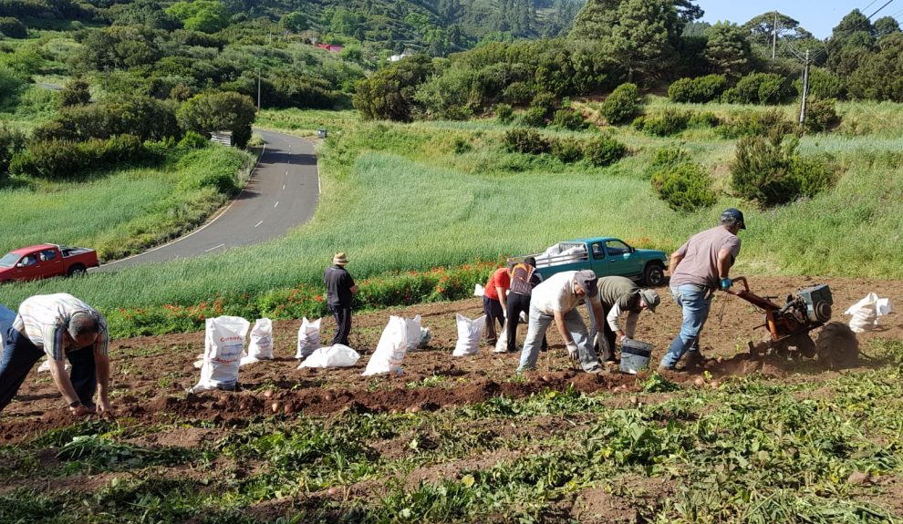 Recogida de papas en Garafía | Foto: Gobierno de Canarias