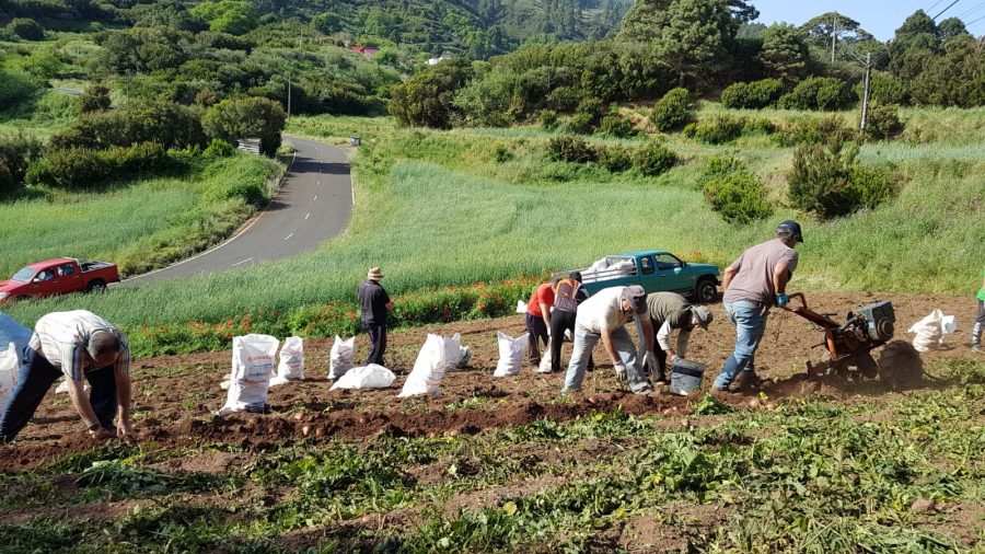 Recogida de papas en Garafía | Foto: Gobierno de Canarias Recogida de papas en Garafía | Foto: Gobierno de Canarias
