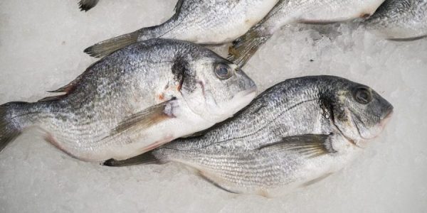 Pescado congelado | PIXABAY