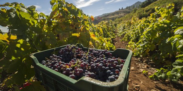 Vendimia en Canarias | AVIBO