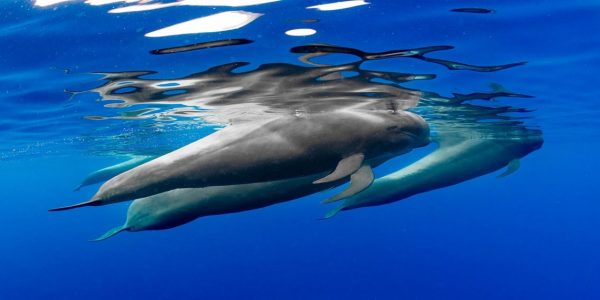 Calderones en el océano | VICECONSEJERÍA DE LUCHA CONTRA EL CAMBIO CLIMÁTICO DEL GOBIERNO DE CANARIAS
