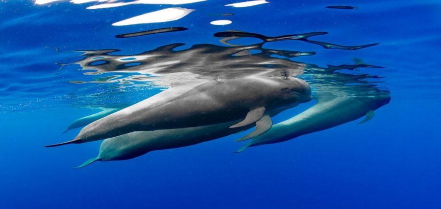 Calderones en el océano | VICECONSEJERÍA DE LUCHA CONTRA EL CAMBIO CLIMÁTICO DEL GOBIERNO DE CANARIAS Calderones en el océano | VICECONSEJERÍA DE LUCHA CONTRA EL CAMBIO CLIMÁTICO DEL GOBIERNO DE CANARIAS