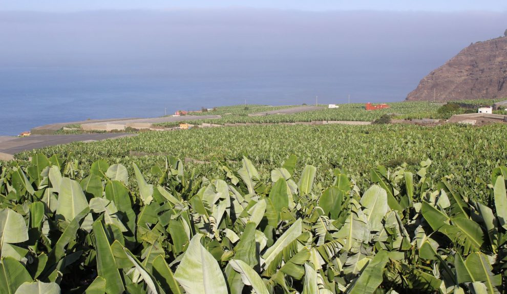 Plataneras | Foto: Consejería de Agricultura del Gobierno de Canarias