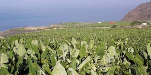 Plataneras | Foto: Consejería de Agricultura del Gobierno de Canarias