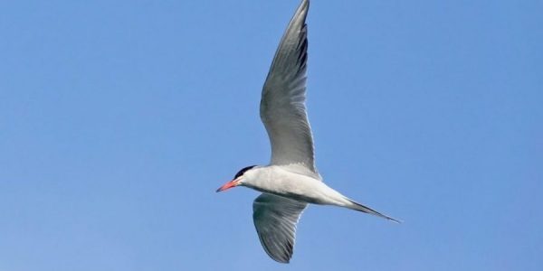 Charrán común en vuelo | ARCHIVO