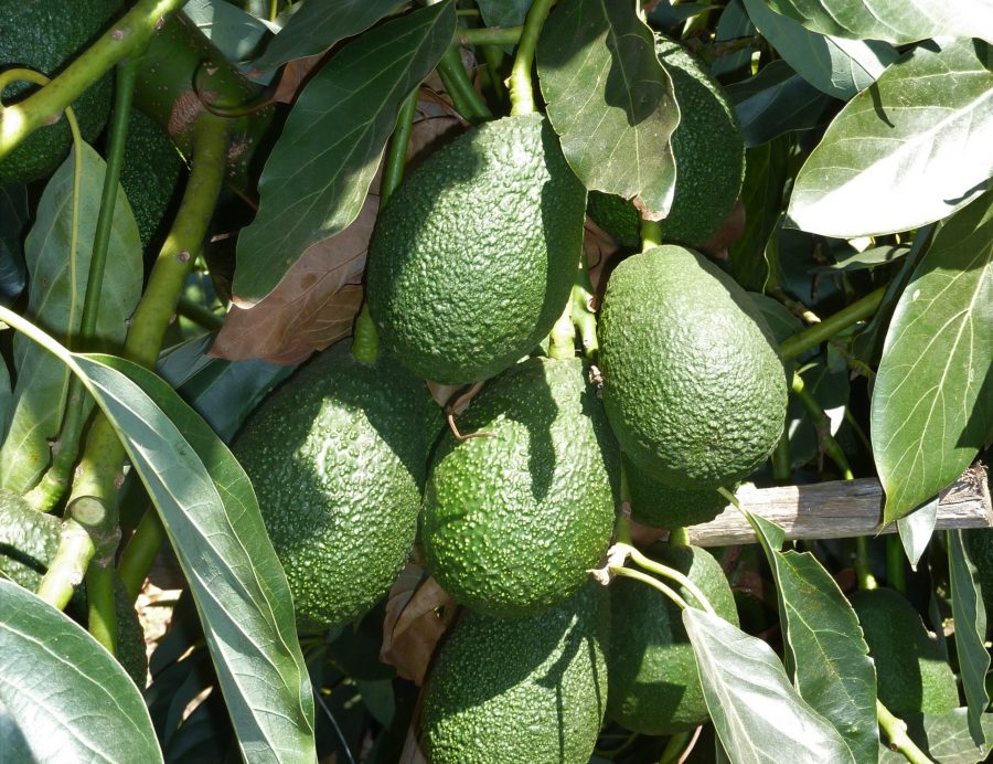 PALCA denuncia una oleada de robos en las fincas tinerfeñas PALCA denuncia una oleada de robos en las fincas tinerfeñas