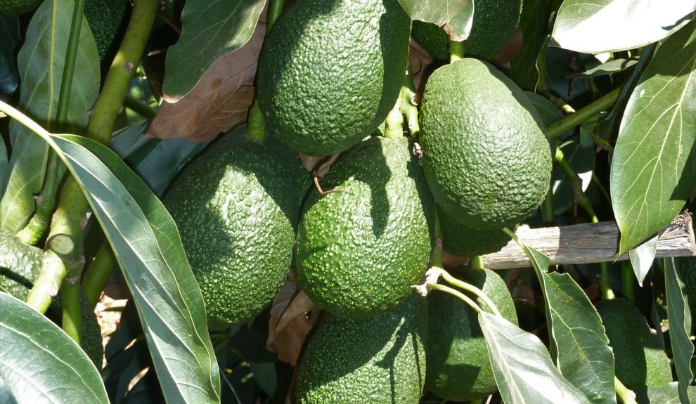 Aguacates de Canarias | Foto: Consejería de Agricultura