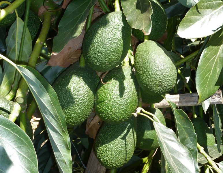 Aguacates de Canarias | Foto: Consejería de Agricultura Aguacates de Canarias | Foto: Consejería de Agricultura