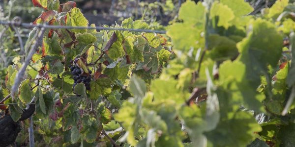 Viñedo de El Hierro | Foto: Cabildo de El Hierro