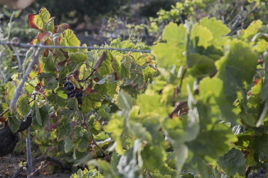 Viñedo de El Hierro | Foto: Cabildo de El Hierro Viñedo de El Hierro | Foto: Cabildo de El Hierro