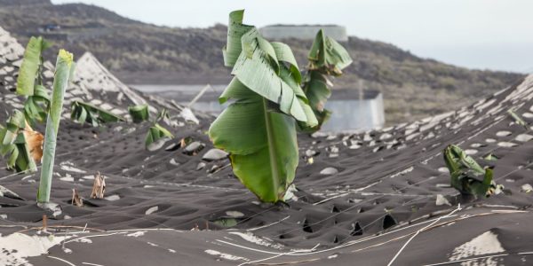 Efecto del volcán de La Palma en los invernaderos | Foto: Consejería de Agricultura del Gobierno de Canarias