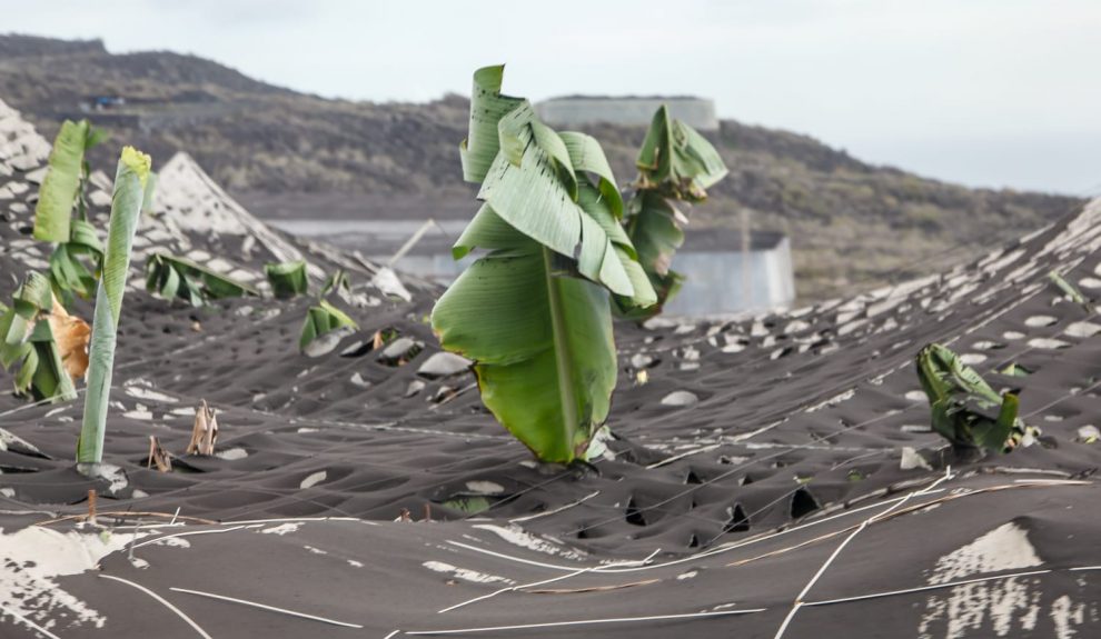 Efecto del volcán de La Palma en los invernaderos | Foto: Consejería de Agricultura del Gobierno de Canarias