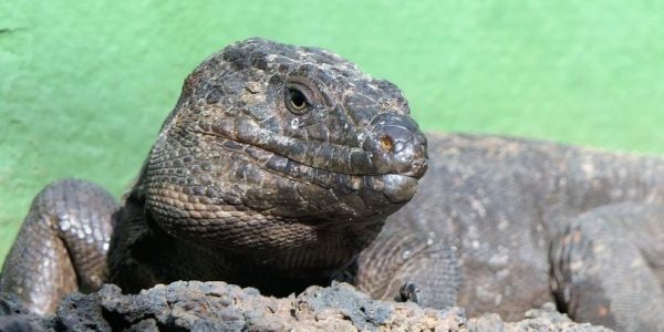 Lagarto gigante de El Hierro | Foto: Cabildo de El Hierro