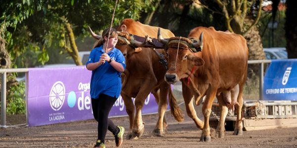 Práctica del arrastre canario | Foto: Federación de arrastre canario