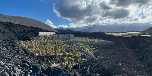 Plataneras de La Palma afectadas por el volcán