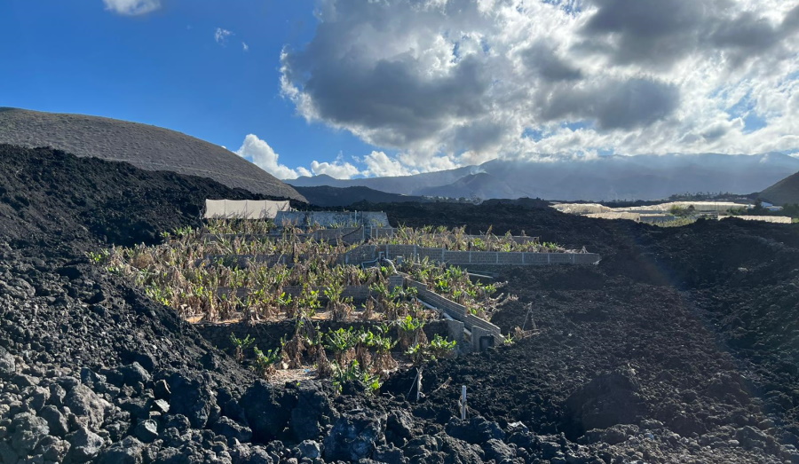 Plataneras de La Palma afectadas por el volcán