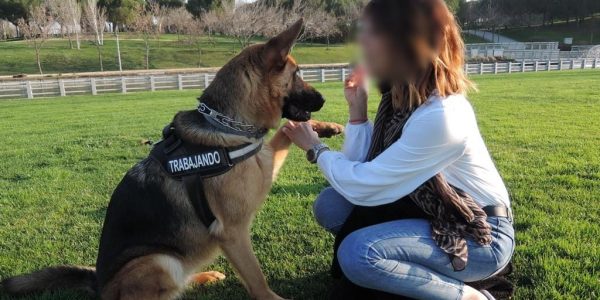 Perro durante una sesión de adiestramiento | Foto: Proyecto Pepo