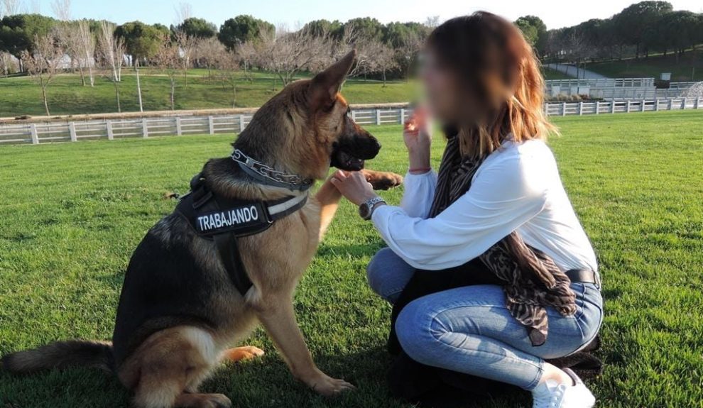 Perro durante una sesión de adiestramiento | Foto: Proyecto Pepo