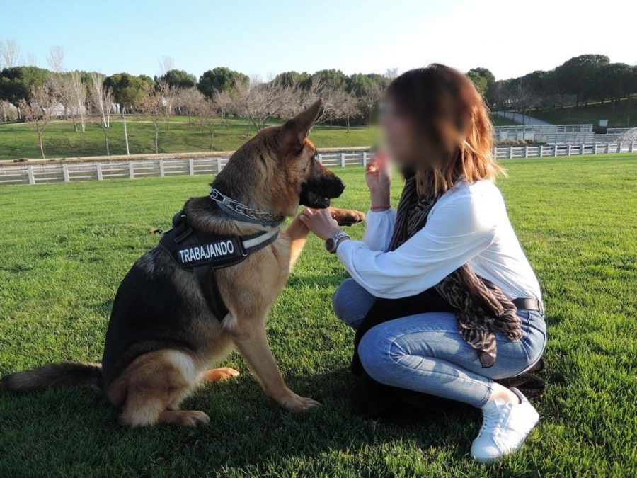 Perro durante una sesión de adiestramiento | Foto: Proyecto Pepo Perro durante una sesión de adiestramiento | Foto: Proyecto Pepo