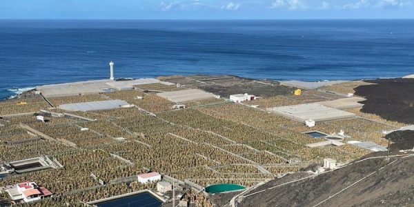 Plataneras de La Palma | Asprocan