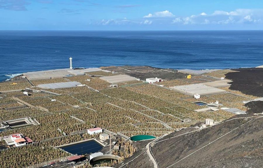 Plataneras de La Palma | Asprocan