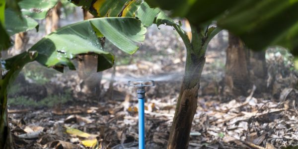 Estas ayudas repercuten directamente en el coste final que pagan los regantes por el agua | Foto: Gobcan